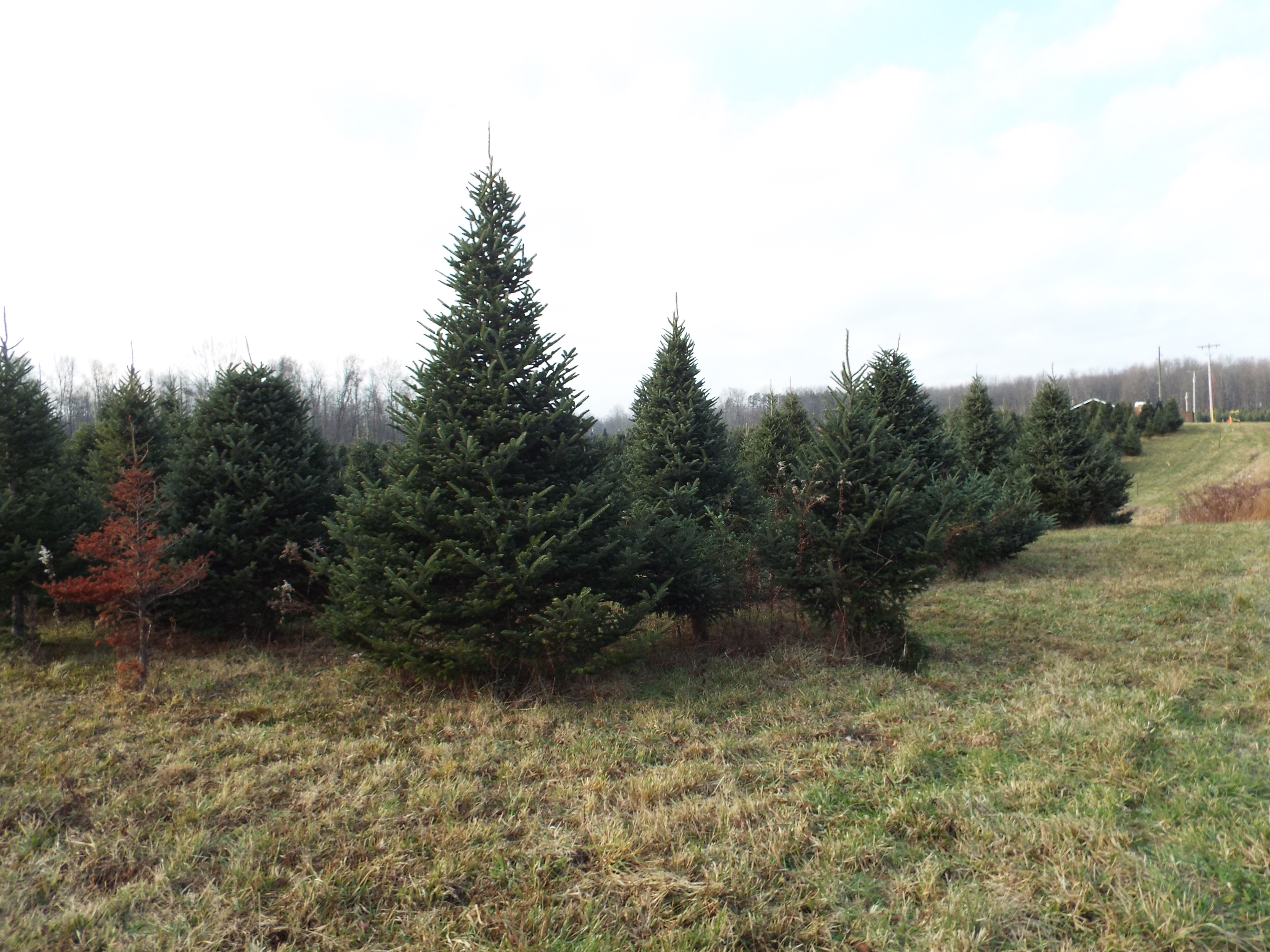 Award-winning Fraser Firs in the growing fields